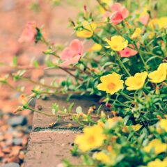 色鮮やかな春の花