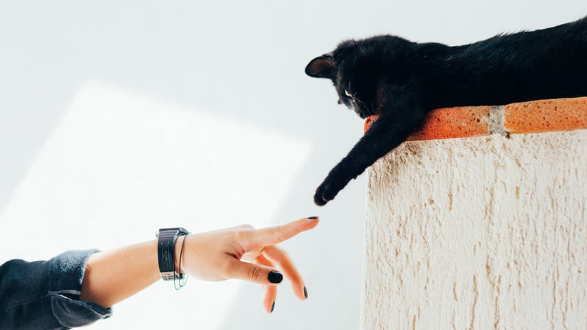 猫の写真