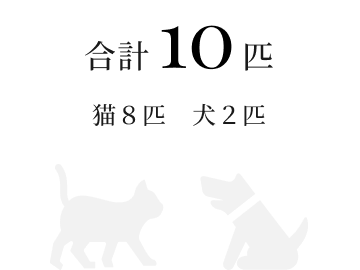 株式会社tatta | tattaにいる犬猫達