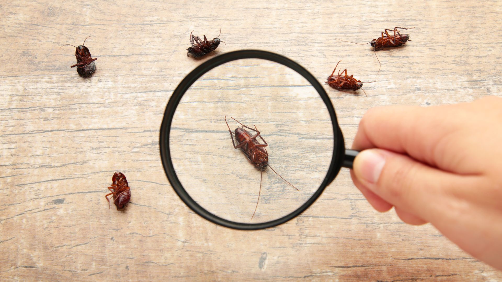 自宅へのゴキブリの侵入を防ぐ方法とは？対処法と予防策についてご紹介！