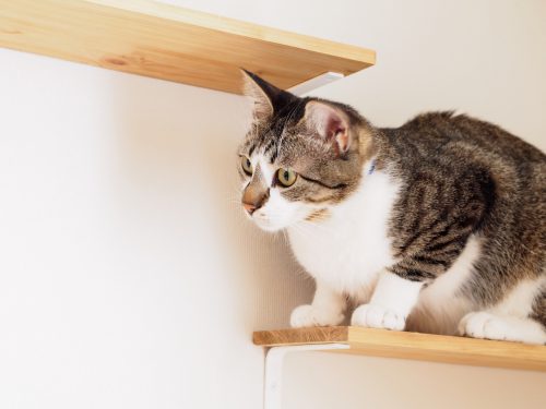「犬を飼っています。ペットが暮らしやすい家を建てたいのですが…」