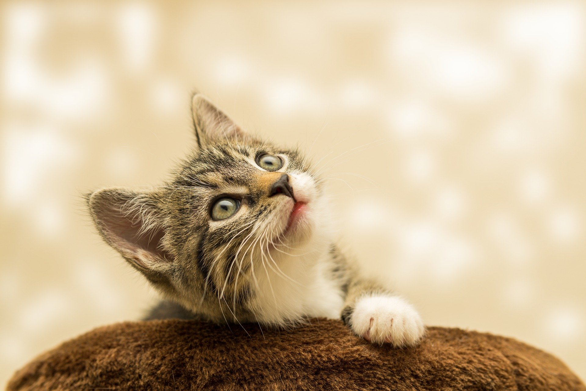 愛猫にストレスを与えないために。ストレスを感じさせない部屋とは？