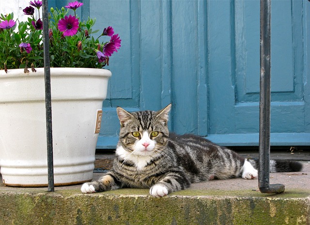 室内飼いの猫にとって快適な環境を！3つのポイントをご紹介
