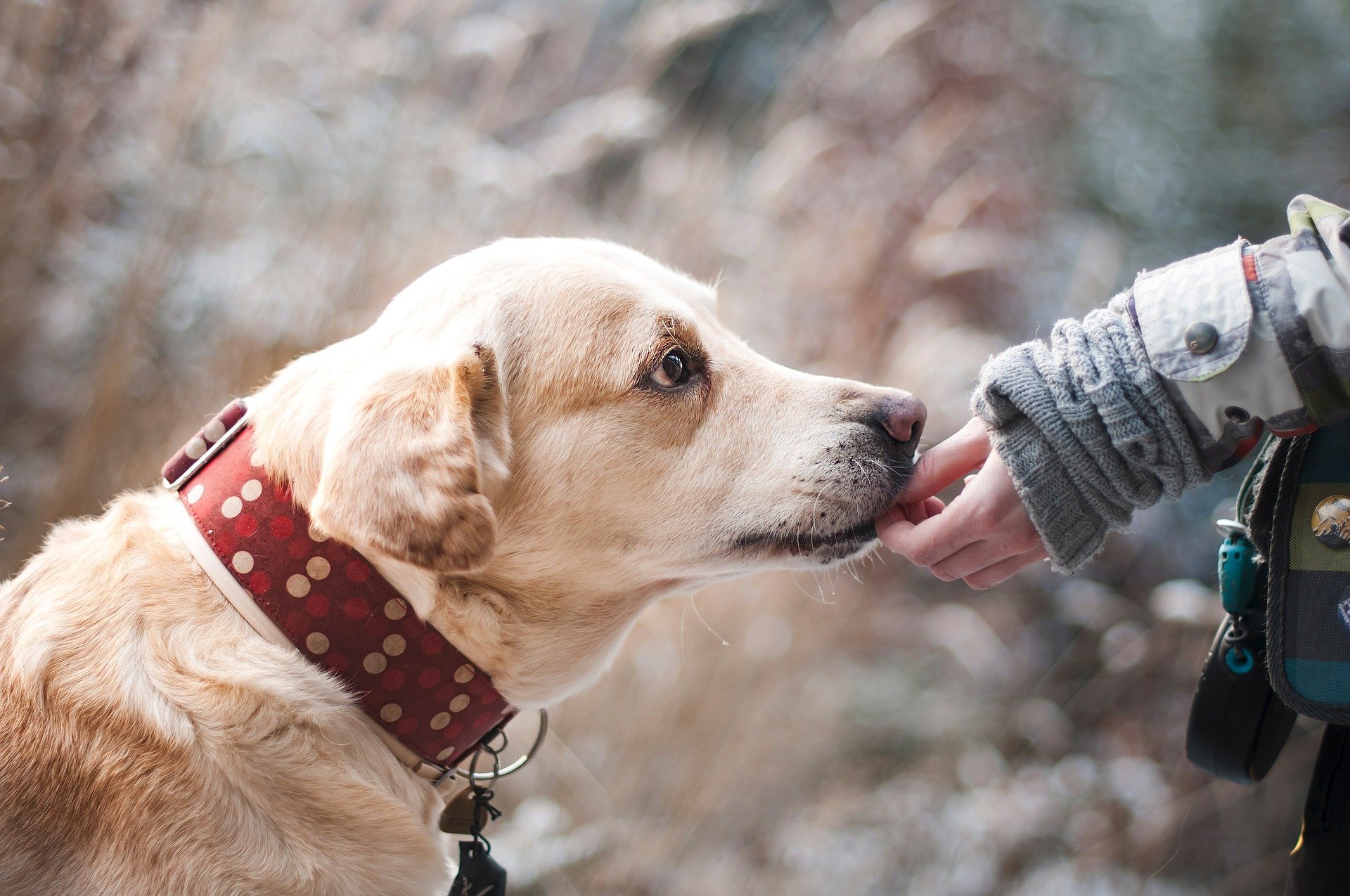 愛犬の健康のために。犬の腰を痛めない床材の選び方は？