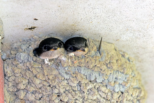 鳥の来訪を防ぐには！自分でできる鳥害対策を紹介します