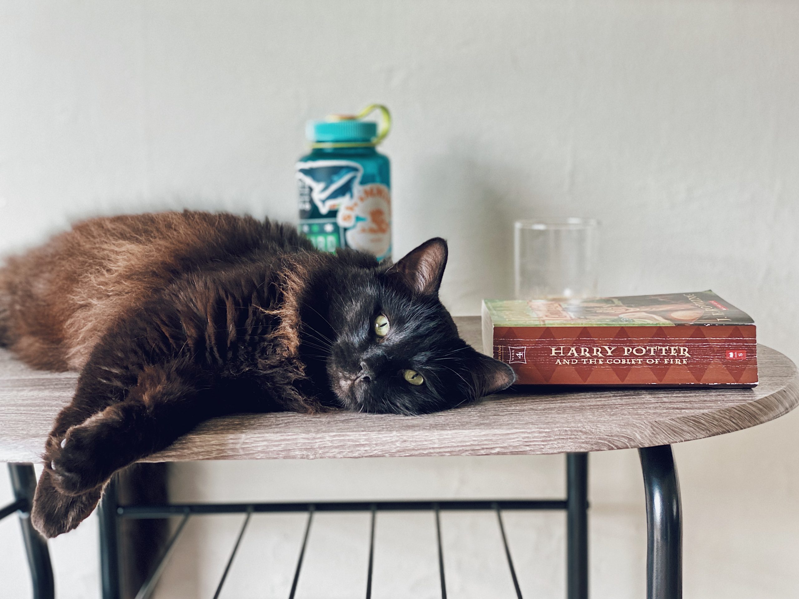 新築でペットを飼うときのポイントは？建てる前に知っておきたい家づくりのコツ