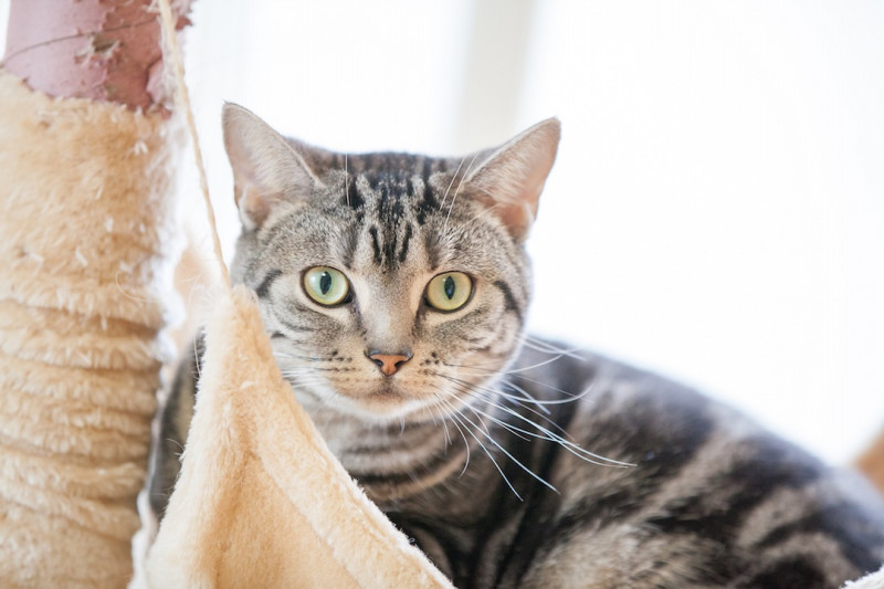 戌年なのに猫だらけのやました屋ですが、今年もよろしくお願いいたします！