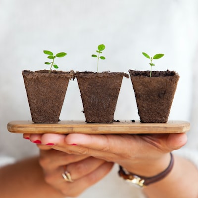 風水の視点から、キッチンに適した観葉植物を取り入れてみよう！