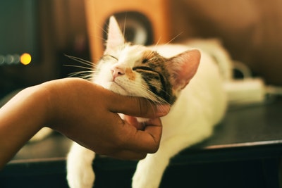 人間だけのものではない。床材は猫にとっても重要