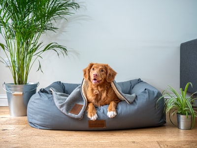 犬が階段を使うことは危険？愛犬のために知っていてほしいコト