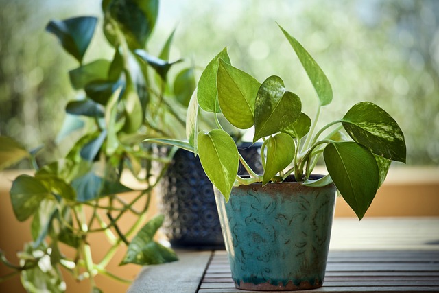 玄関に置く観葉植物。おすすめの植物と風水の効果について