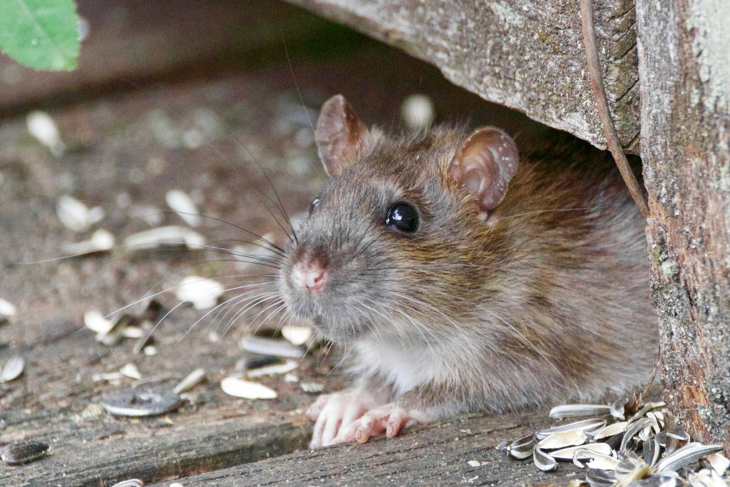 家のネズミをどうにかしたい！駆除する方法を解説