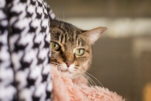 毛布から顔を出した猫
