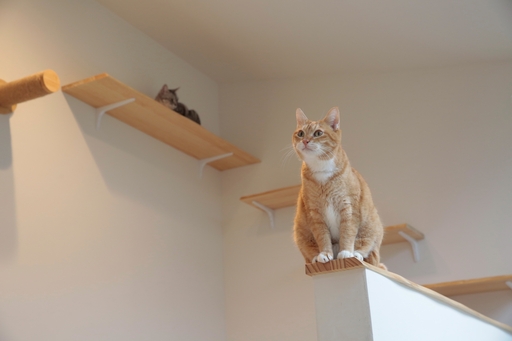 猫と暮らす家