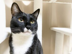 キャットウォークから見上げる猫