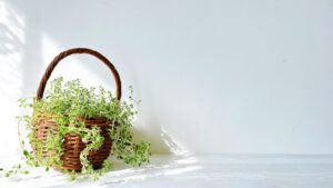 日差しとハーブ