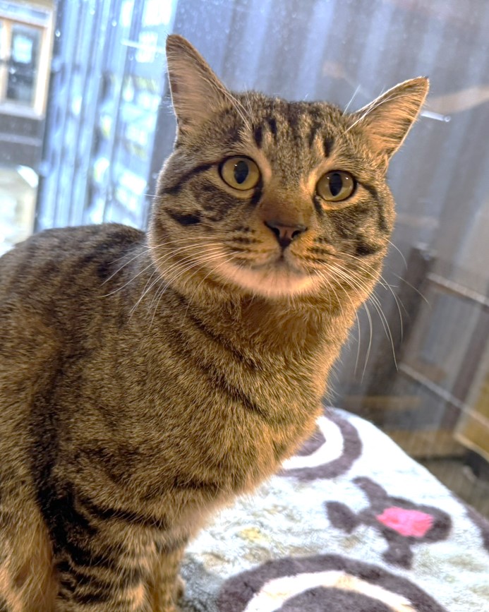 おかか♂ (ミックス)