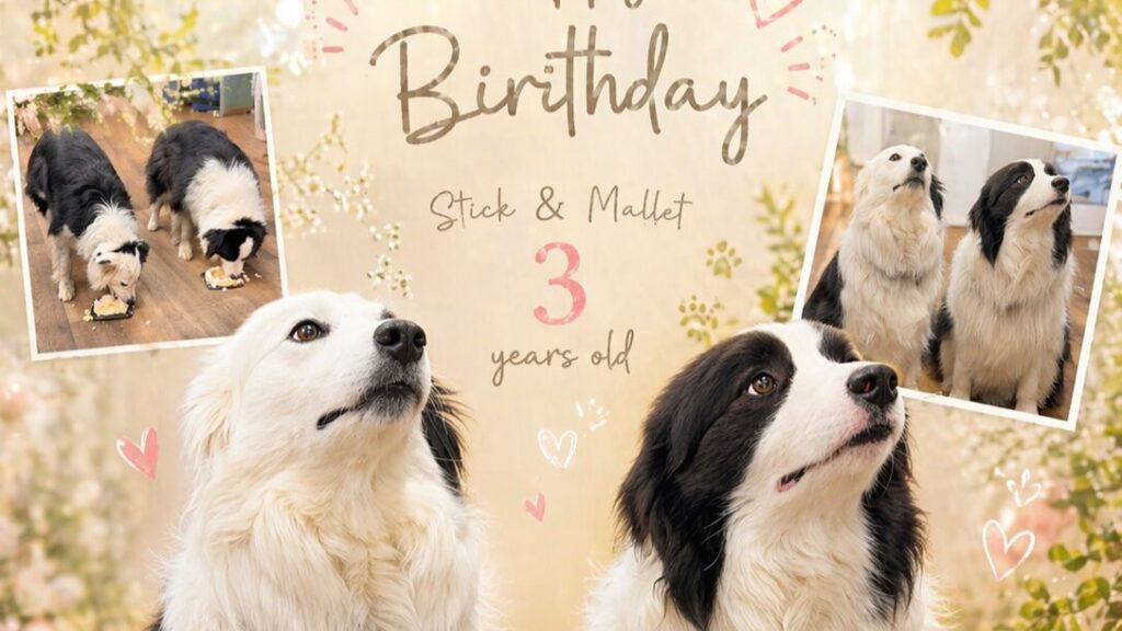 ワン社員スティック＆マレット、3歳になりました🐶🎂