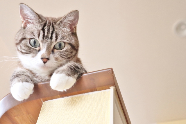 猫も老いる。注文住宅で考えておきたい「猫の一生」に寄り添う家づくり