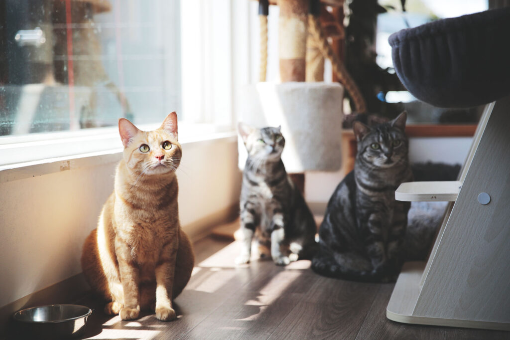 ワン社員だけじゃない！？tattaのニャン社員をご紹介🐾