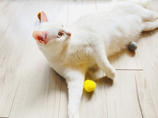 白い床と白い猫
