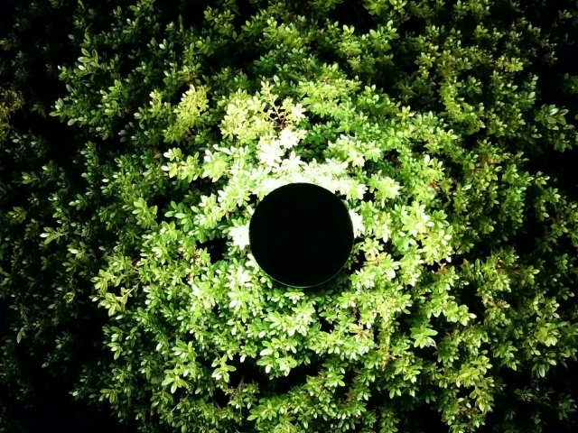 ライトアップされた植栽