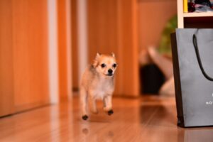 小型犬が家の中を走る様子