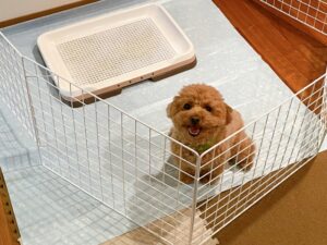 小型犬とトイレシート