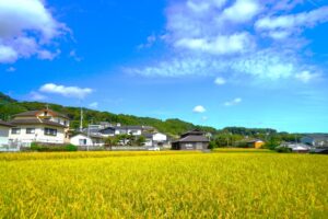 田んぼが広がる明るい農地