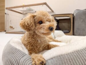 ケージとクッションでリラックスする小型犬