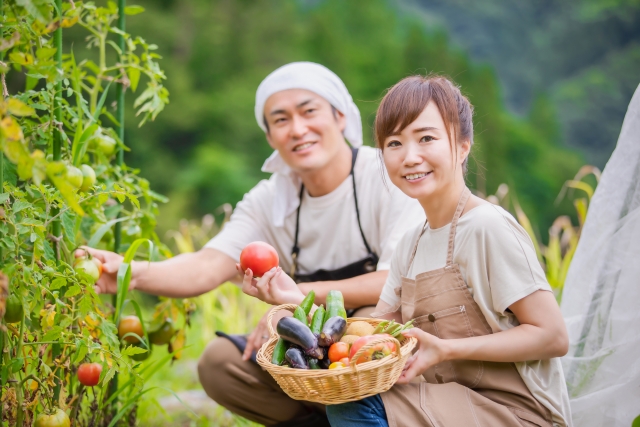野菜を収穫する若夫婦