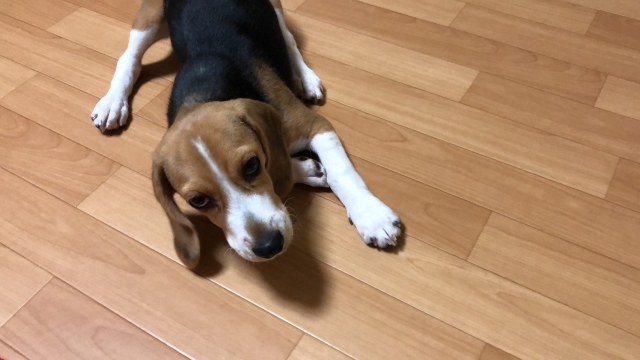 クッションフロアでくつろぐ犬