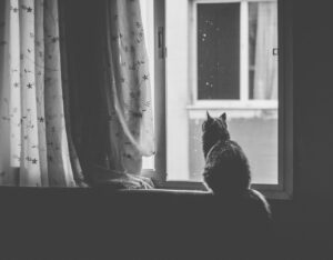 窓辺に座る猫