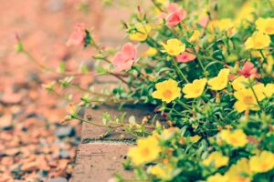 色鮮やかな春の花